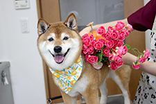 サクラちゃん