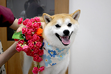 マメスケくん