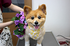 ココちゃん