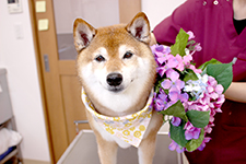 サクラちゃん