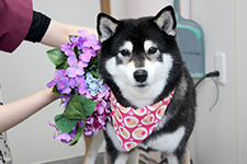 ニコちゃん