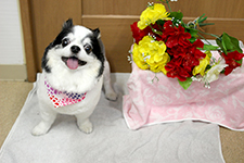ミニーちゃん