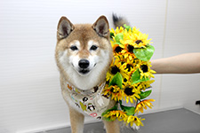 サクラちゃん