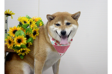ハナちゃん