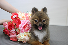 ムックちゃん