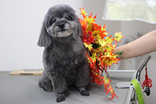 マオちゃん