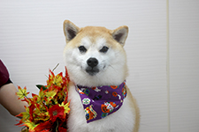 マメスケくん