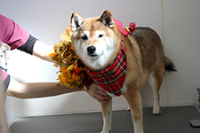 サクラちゃん