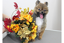 ムックちゃん