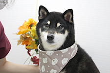 リキくん