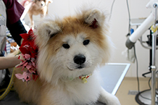 ユズちゃん
