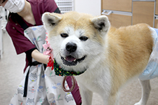 ケンくん 