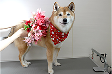 サクラちゃん