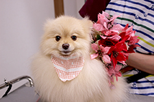 フウちゃん