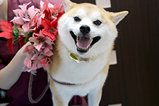マメスケくん