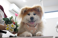 アンズちゃん