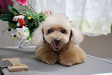 アンナちゃん
