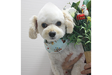 チロルくん