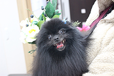 ノアくん