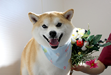 マメスケくん