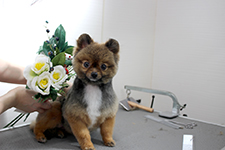 ムックちゃん