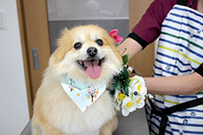 メイプルくん