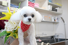 アリスちゃん