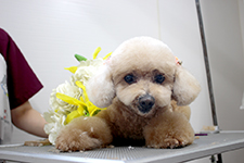 アンナちゃん