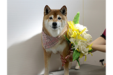 サクラちゃん