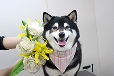 ニコちゃん