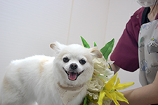 マロくん