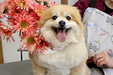 メイプルくん