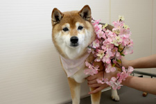 サクラちゃん