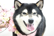 ニコちゃん