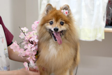モモちゃん