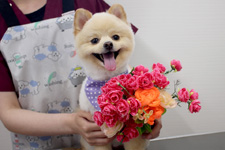 ダイフクくん