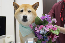 チャッピーちゃん