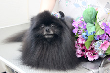 ノアちゃん