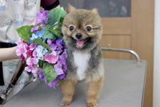 ムックちゃん