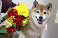 サクラちゃん