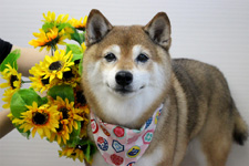 サクラちゃん