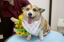 サランちゃん
