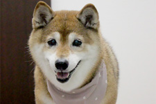 サクラちゃん