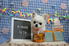 キナコちゃん 