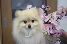 フウちゃん