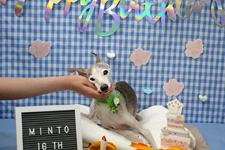 ミントくん