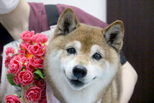 サクラちゃん