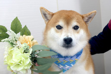 クウくん 