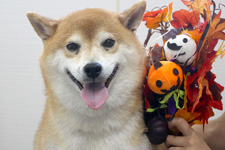 クウくん