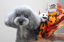 コタロウくん